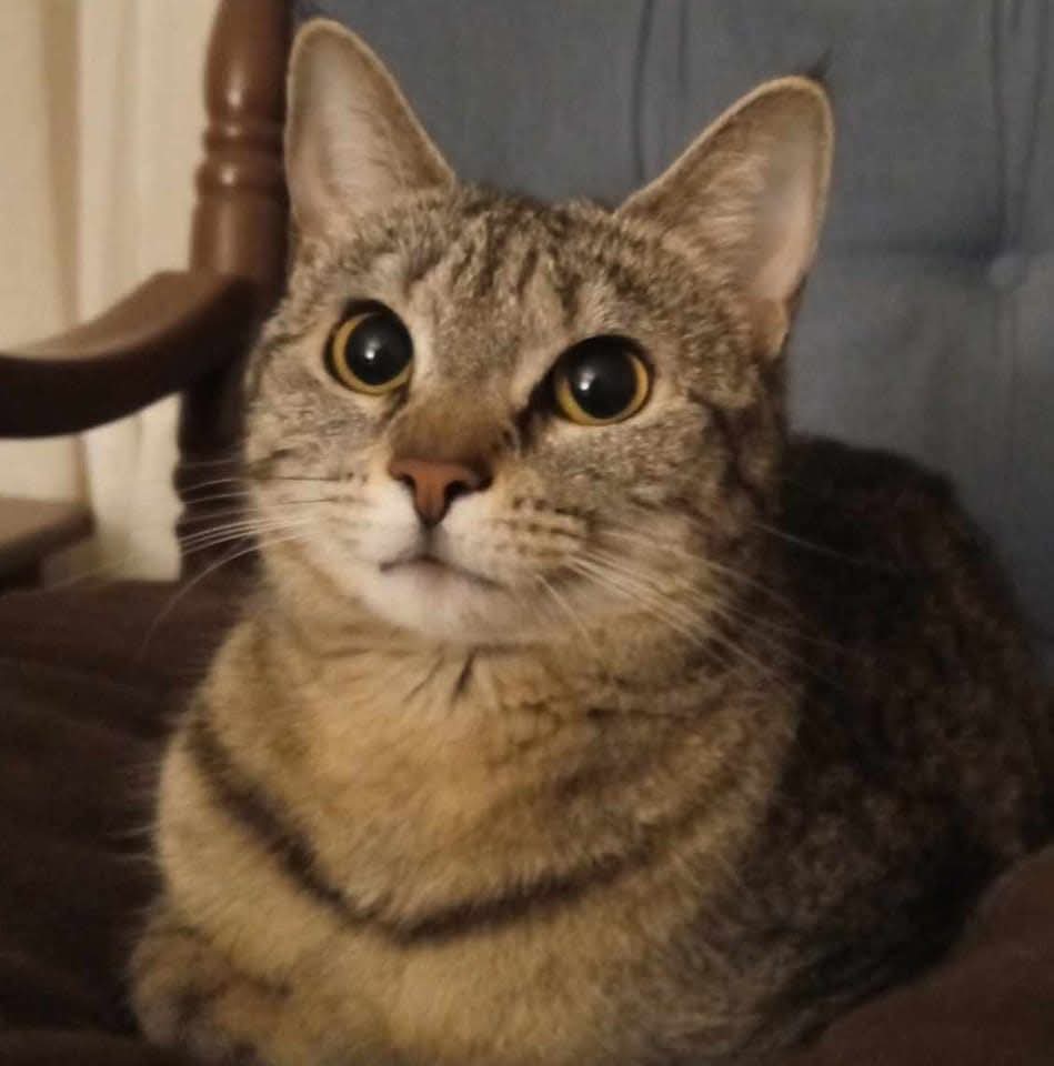 DanHamill2's tweet photo. @AbsoluteUnit30 Here's some cat pics so you can skip the daily post internet eye bleaching. https://t.co/y6RA2SCuOz