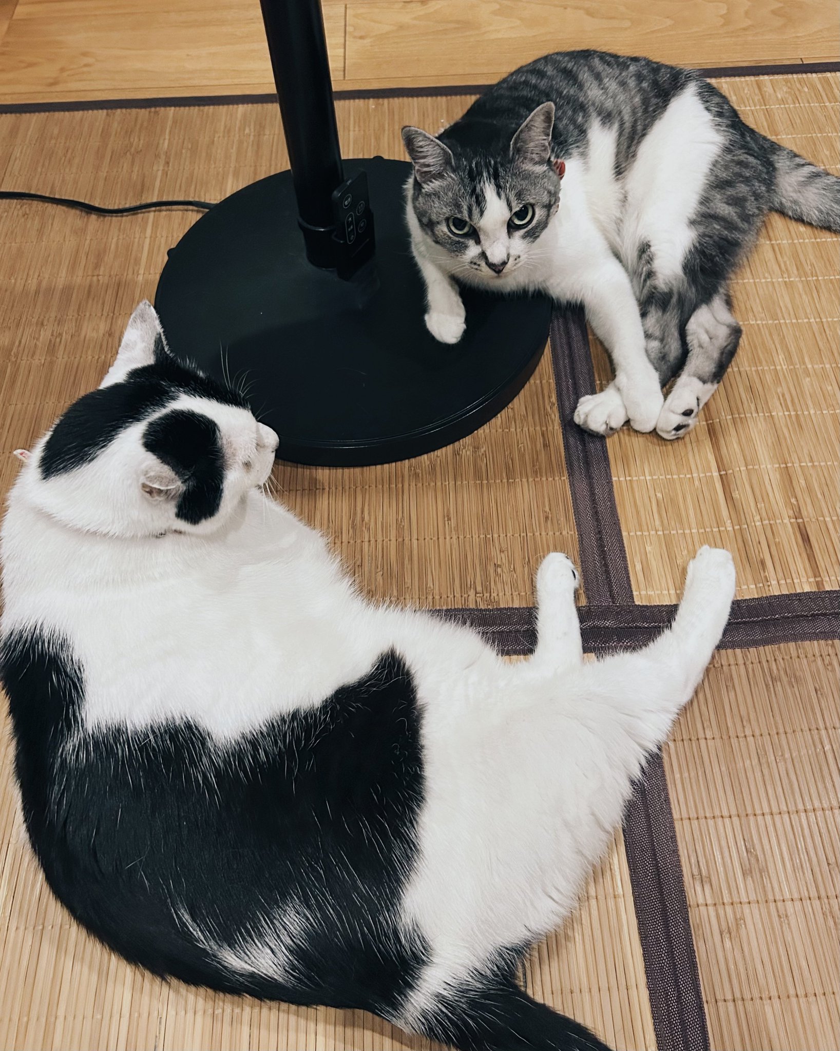テレフォン猫⭐︎ Amazon.co.jp: ラスタバナナ ケース カバー iPhone15 14 13 共用