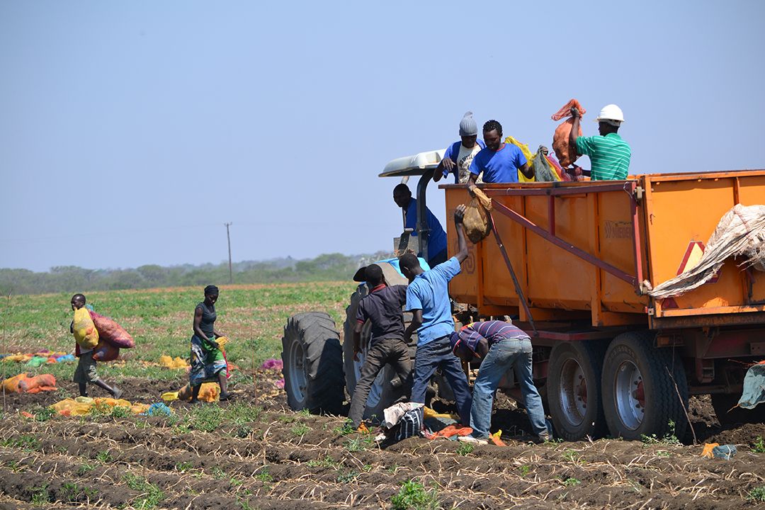 Today, we Celebrate the Hands That Feed Zambia together! 🥔🚜 This Farmers’ Day, we pay tribute to the heart and soul of our nation 🇿🇲 Your tireless dedication, early mornings, and endless resilience are the reason Zambia thrives. #FarmersDayZambia #ThankYou