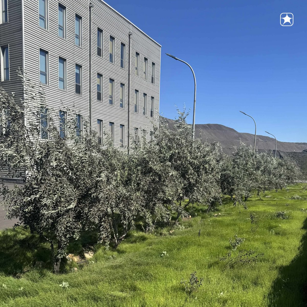 Гольфын талбай юм уу, Швейцарийн хөдаөх ногоон зүлэг юм уу гэтэл Монголын  их говийн цээлд ийм байвал яах уу?
Өмнийн цэнхэр говь, Цогтцэций суманд дахь Энержи ресурсын уурхайн хэсэгт тарьсан зүлэг ийм гоё ногоорчээ.5-6 жилийн өмнө би Цогтцэцийд уншигчидтайгаа уулзахаар очсон