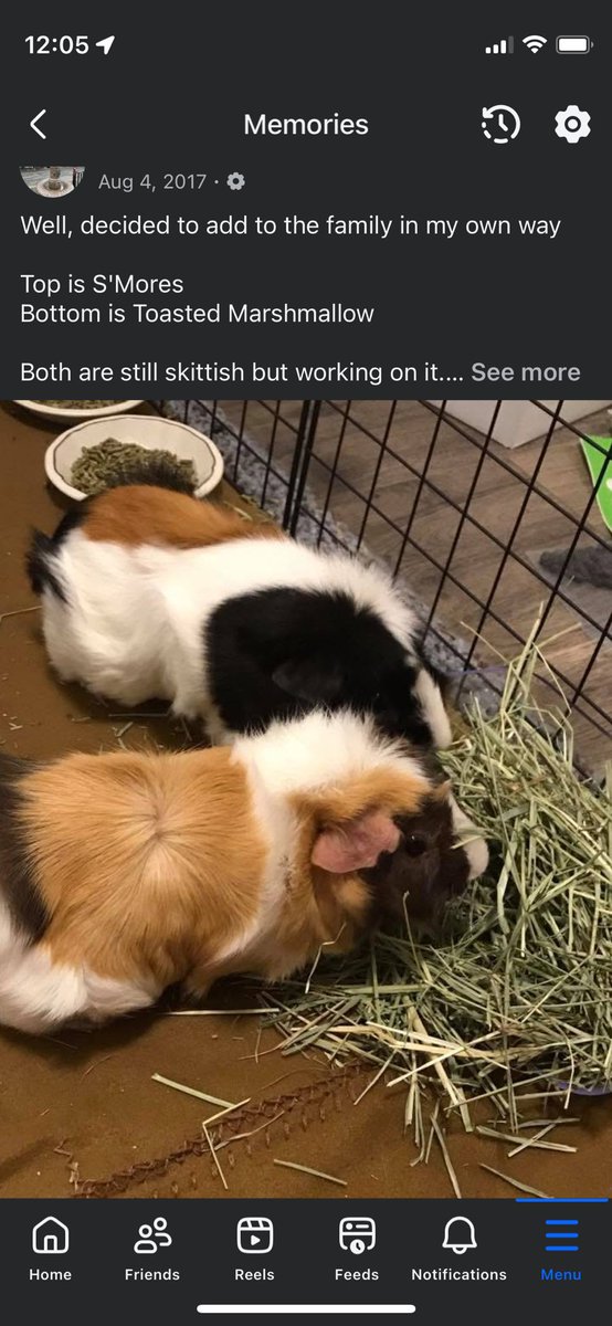 Guinea Pig Central tweet media