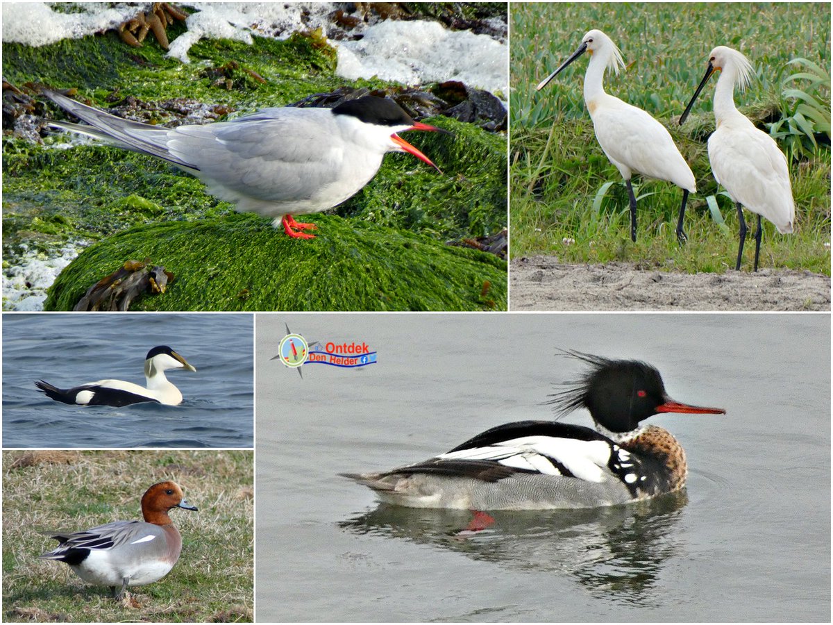 Vaste #zomergasten in #Den_Helder - #visdiefje (#common_tern) #Lepelaar (#Spoonbill) #eider -#Smient (#eurasian_wigeon) #middelste_zaagbek (##red_breasted_merganser) - #vogels #birds #natuur #nature #naturephotografy