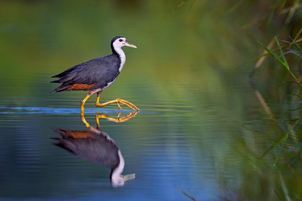 Sangram (New Account) (@sangovphotos) on Twitter photo Happy Monday All
New drop and My Entry for "Reflection" photography exhibition by <a href="/zero14_nft/">ZERO14 Gallery ꜩ</a> & <a href="/reiniscouple/">Reiniscouple ꜩ</a>
Reflection (White Breasted Waterhen)
7.00 ꜩ (Limited Edition)
🔗👇
Bharatpur, Rajasthan, India
2022
Nikon D500 + Nikon 200-500mm Happy Monday All
New drop and My Entry for "Reflection" photography exhibition by <a href="/zero14_nft/">ZERO14 Gallery ꜩ</a> & <a href="/reiniscouple/">Reiniscouple ꜩ</a>
Reflection (White Breasted Waterhen)
7.00 ꜩ (Limited Edition)
🔗👇
Bharatpur, Rajasthan, India
2022
Nikon D500 + Nikon 200-500mm