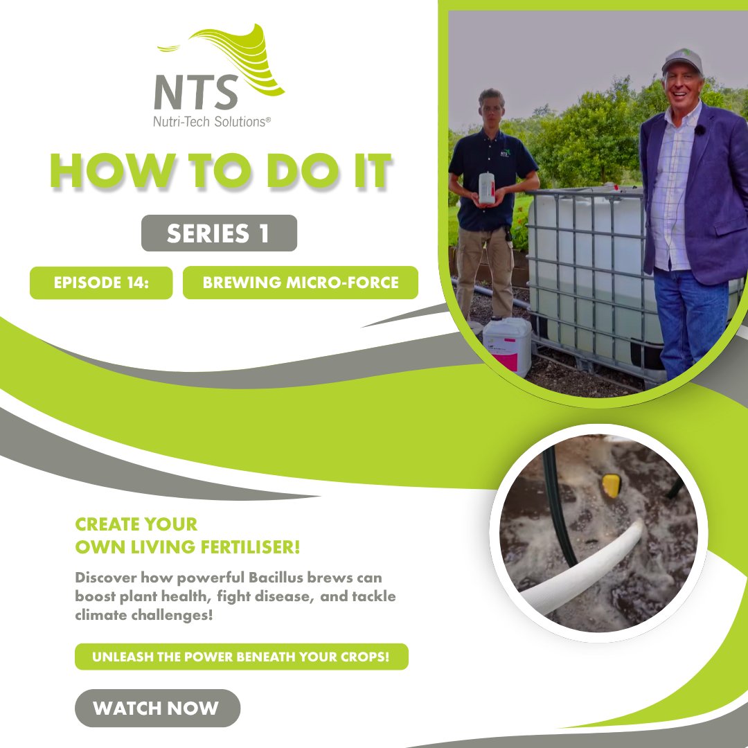 ntsaustralia's tweet photo. π± How to Do It Series 1 | Episode 14: Brewing Micro-Force
Bacillus brews = stronger crops + resilient farming πͺπΎ
Learn how to DIY your own living fertiliser.
π₯ Watch now: https://t.co/96lS9QUgVX
#BrewingMicroForce #ClimateResilientFarming #FarmSmart #SoilHealthMatters https://t.co/CURM8PXGha