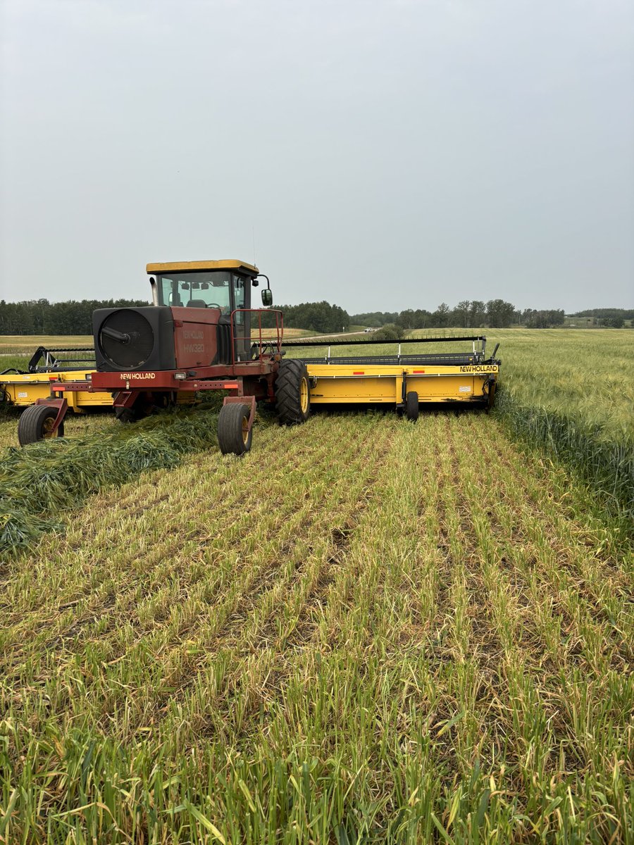 Black sand is the winning soil type this year 

Just under 4 inches of rain on the year since April 1 has its challenges especially when you raise cattle just south of where caribou cross