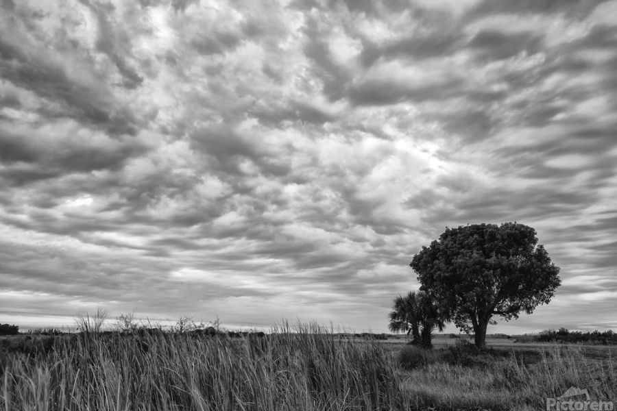 Black and White photograph of a tree in the Florida Everglades. #wallartart #gift #interiordecorating #photography #artprints #art4sale #NatureBeauty #walldecor #blackandwhitephoto #photooftheday #beautiful Please refer to link for info and pricing buff.ly/3C15xSR