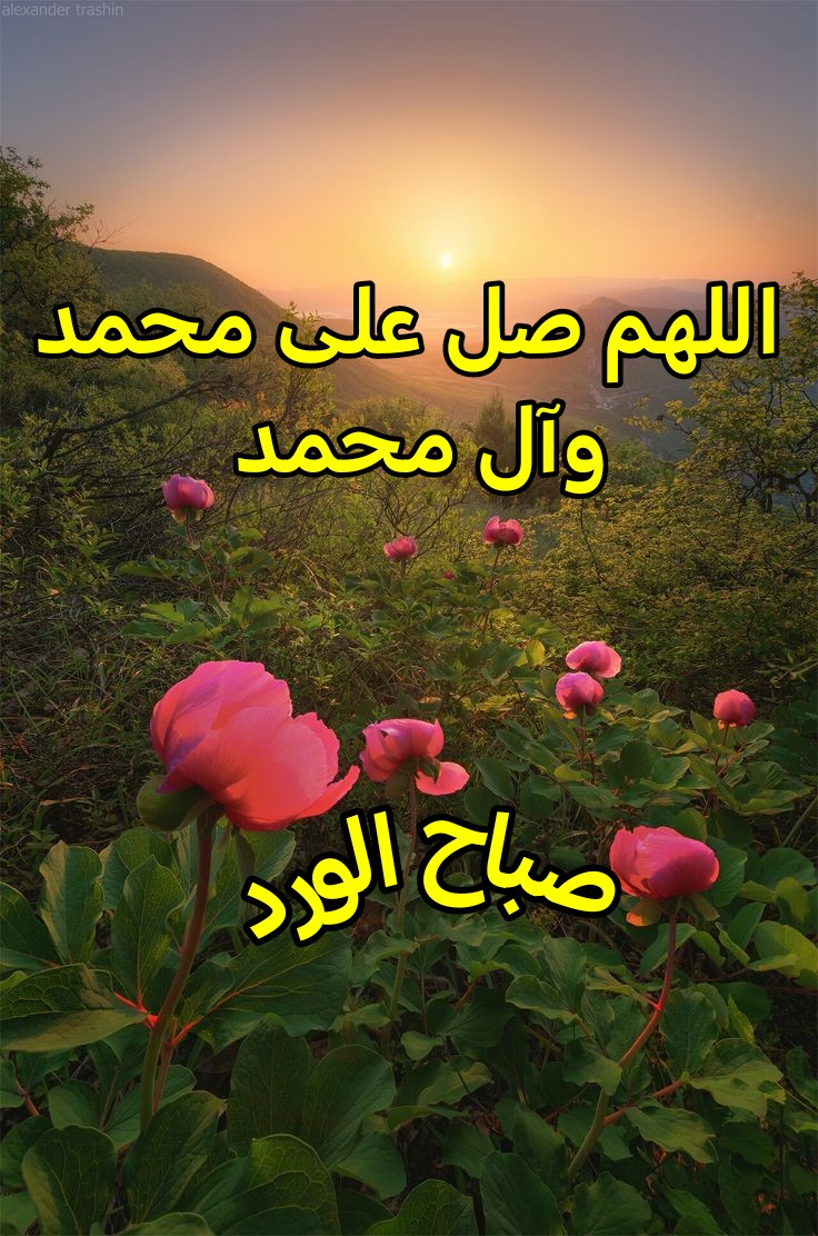 🌺اجعل قلبك 
🌺عامرًا بالرضا، وروحك 
🌺مليئة بالأمل، فما كتبه الله
🌺لك أجمل مما تتخيل.”💛🌹
🌺اسعد الله صباحكم .”

#صباح_الخير