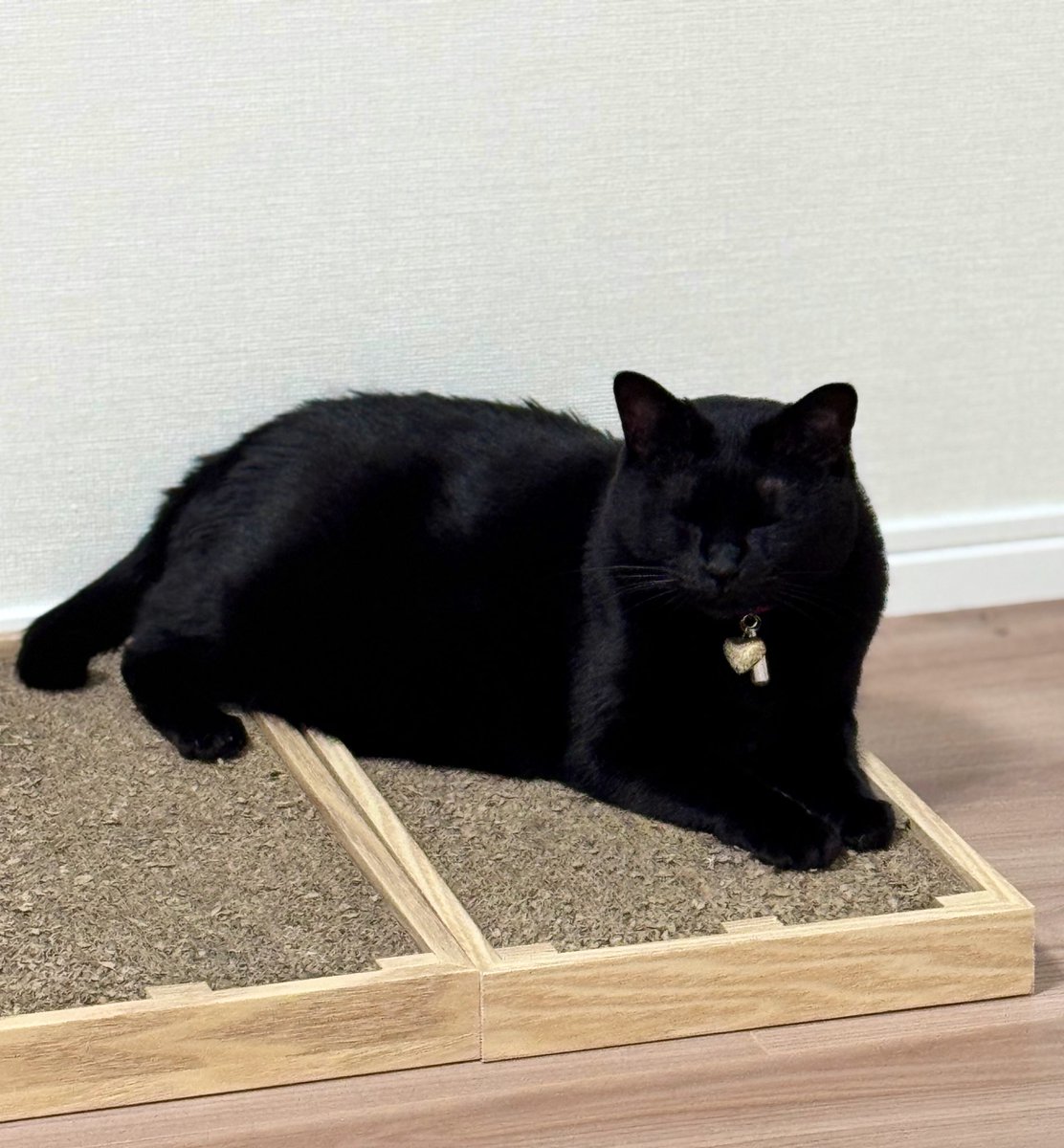 Johnny&#39;s - 黒猫　 0000000115862_OPHeKKx.jpg
