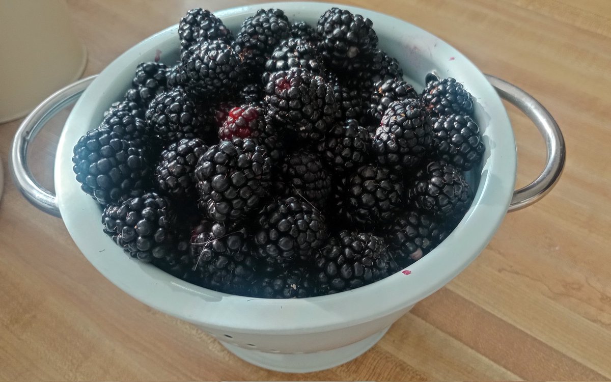 So  this is happening. 
Cobbler? Coffee cake? Pie?
Maybe even ice cream because I found our long neglected ice cream maker!
#blackberries #harvest #juicy #pie #cobbler #coffeecake #icecream #dessert #growyourownfood #gardengoodies