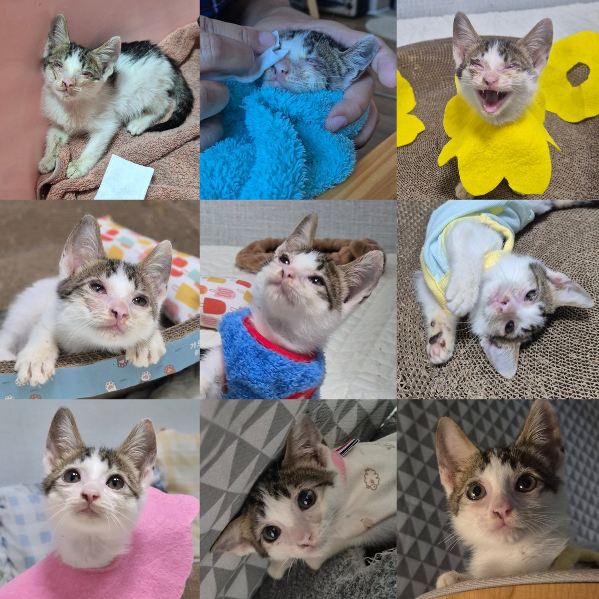 🤎RT 감사합니다🤎

🍔햄복이(여/6월생 추정/2개월령/고등어)

심한 허피스로 눈도 못뜨던 햄복이가 이제는 땡그래진 눈으로 가족을 찾고있습니다👀

입양신청➡️디엠으로 메일주소를 보내주세요!

📢햄복이가 멋진 가족을 만날때까지 RT로 응원해주세요!
#고양이입양 #사지말고입양하세요