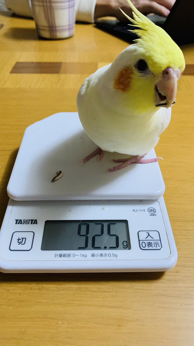 hina___71017's tweet photo. 【拡散希望】
2025.08.03の10:30ごろ、生後1年ぐらいオカメインコ（ルチノー）が逃げてしまいました。広島県安佐北区可部付近です。
人が大好きで、肩や頭に乗ってきます。寂しそうな声で泣いたり、びっくりしてパニックになったりしてしまいます。
ご協力お願いいたします🙇‍♀️💦

#迷い鳥
#オカメインコ https://t.co/h8JvrNFVpK