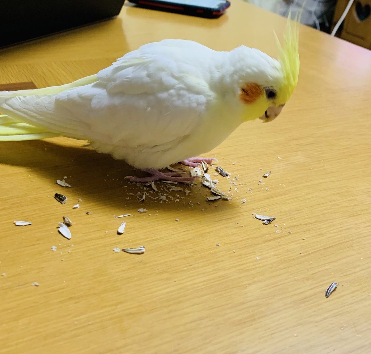 hina___71017's tweet photo. 【拡散希望】
2025.08.03の10:30ごろ、生後1年ぐらいオカメインコ（ルチノー）が逃げてしまいました。広島県安佐北区可部付近です。
人が大好きで、肩や頭に乗ってきます。寂しそうな声で泣いたり、びっくりしてパニックになったりしてしまいます。
ご協力お願いいたします🙇‍♀️💦

#迷い鳥
#オカメインコ https://t.co/h8JvrNFVpK