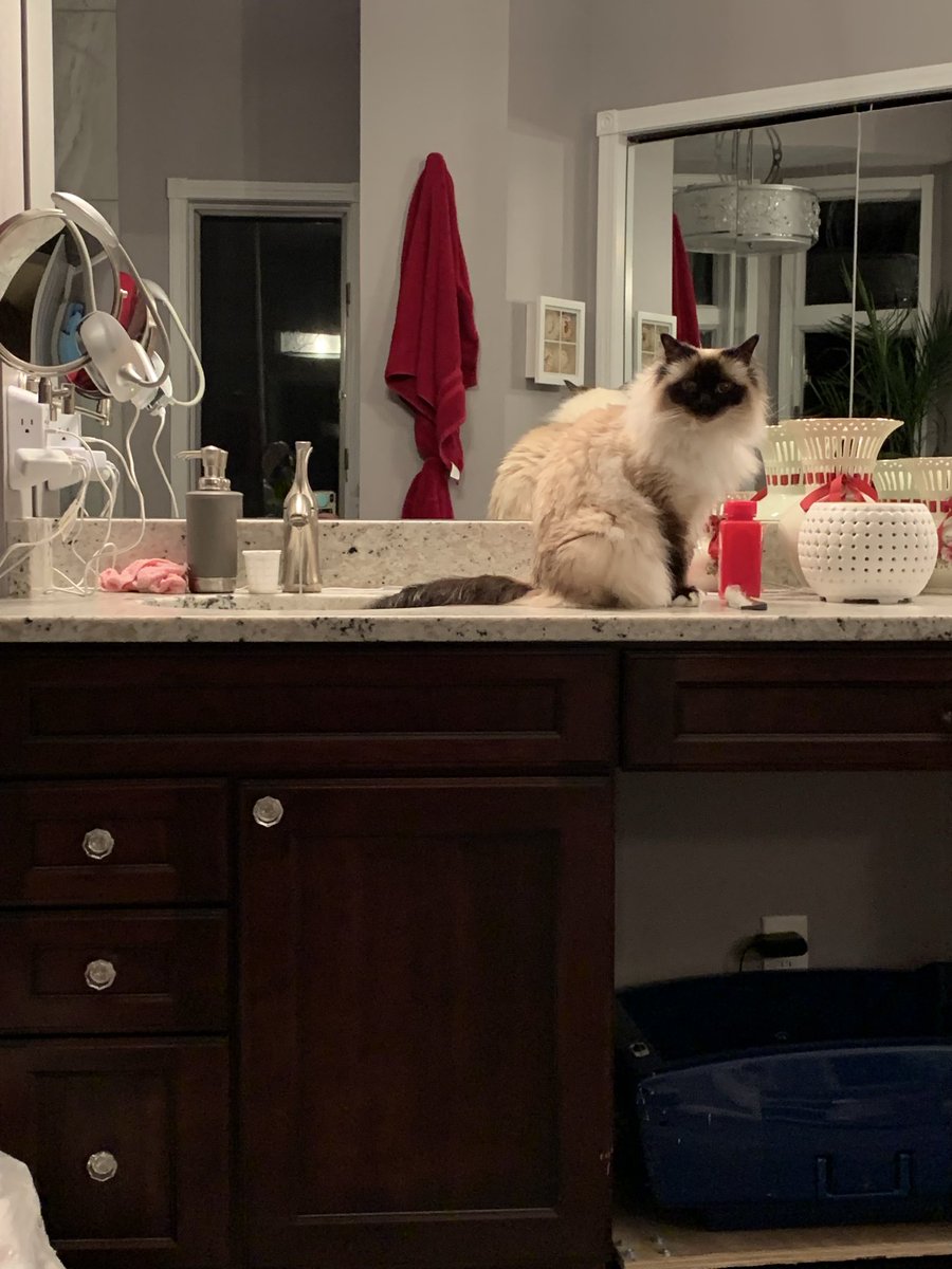 #PostAFavPic4VioletAug25 Day 3
Sandcastles. As the Butler handles the litter box, he has requested we stop building elaborate sandcastles🙀 We’ve complained to Mama as this is plugging up our creativity
♥️😘Ari &amp; Cali💋♥️