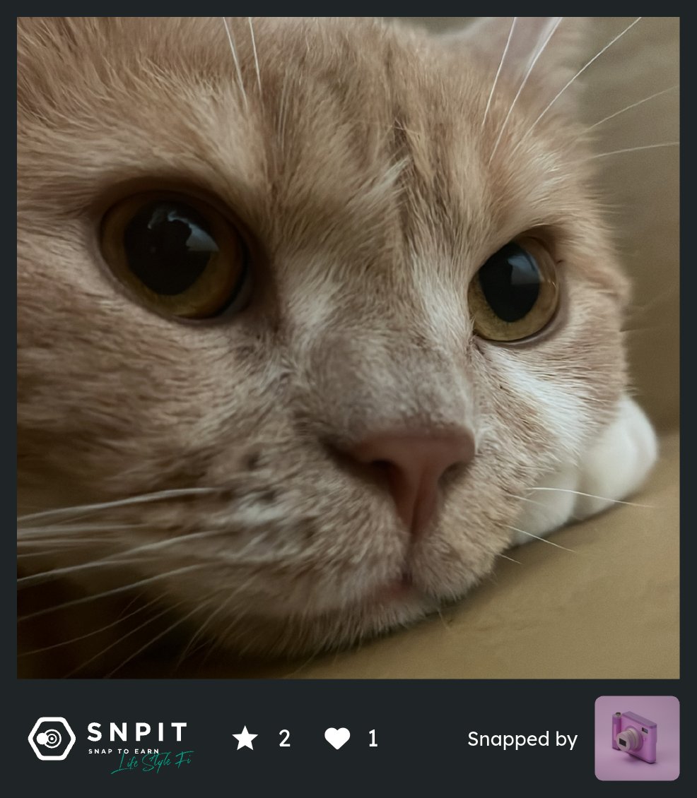 めっちゃかわいい😍🐱
#SNPIT