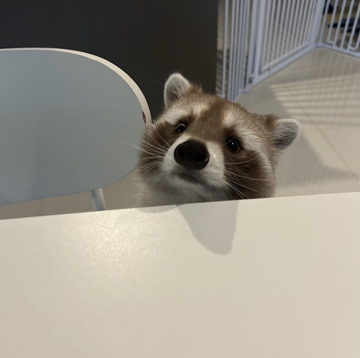 げつようびむはあ