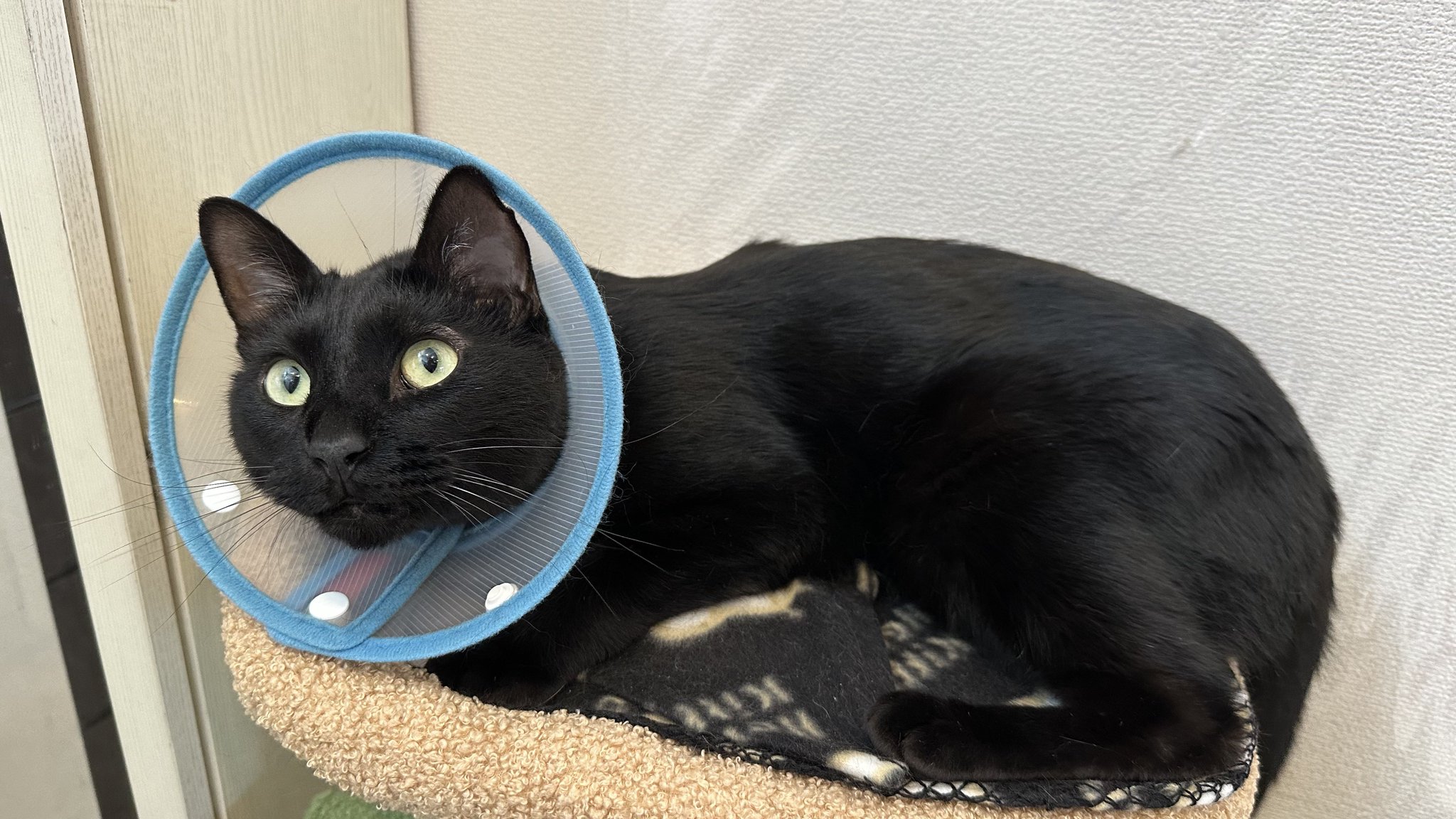 黒猫ギン様ありがとうございます‍♀️ 黒猫トニー on X: 