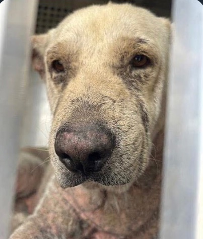 OlwynHope's tweet image. BOWSER #A383065 all his 5years has been cruelly abused &amp;amp; neglected his owner left him to suffer unimaginable pain having treatable mange all over his body 🙏#Pledge4 #MEDICAL 🏥 #RESCUE his at the #CorpusChristi Tx KILL SHELTER 💉🔥🥲  After all his suffered his a loving sweet 🐕