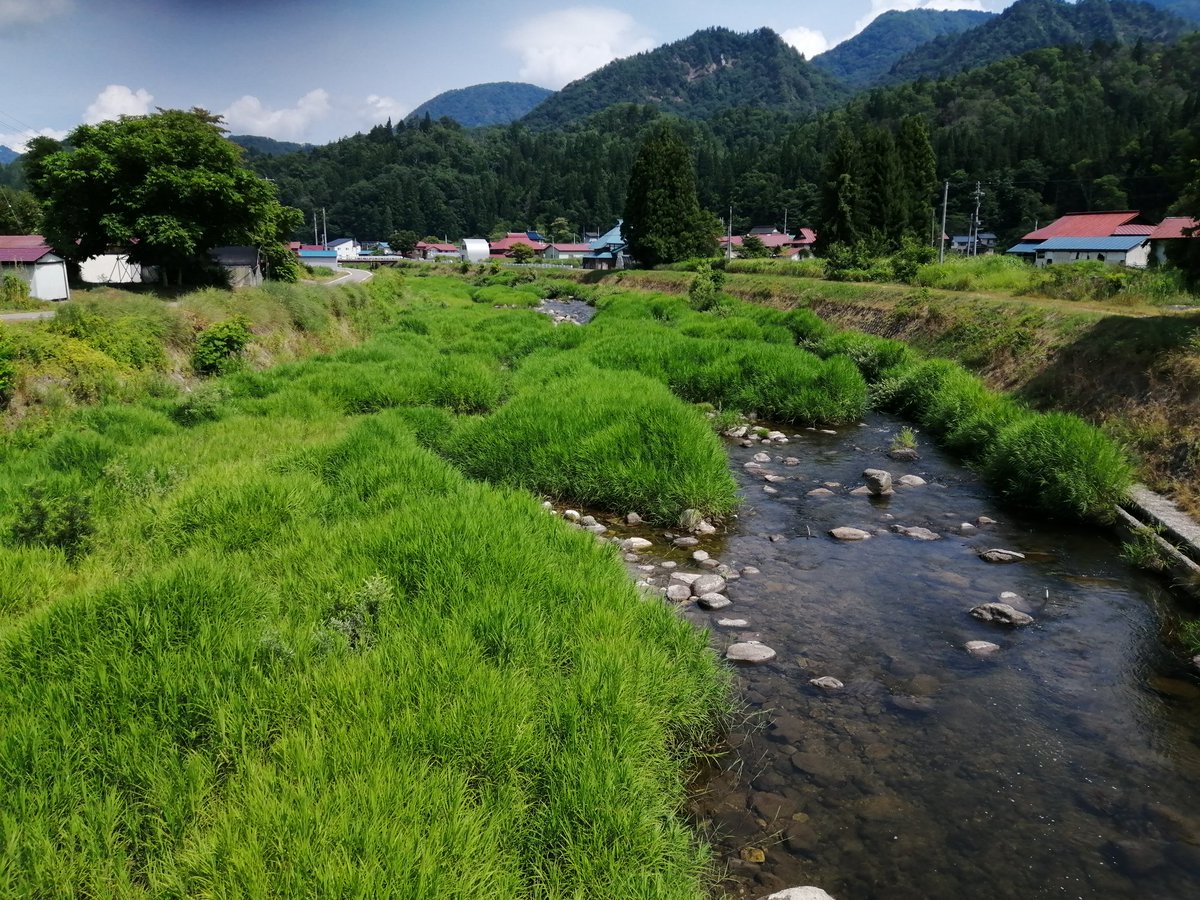明日8月5日(火)は総合健診でお休みします。また、8日(金)は家事都合によりお休みします。

あんな大雪だったのに、この暑さと小雨で今はすっかり渇水気味。