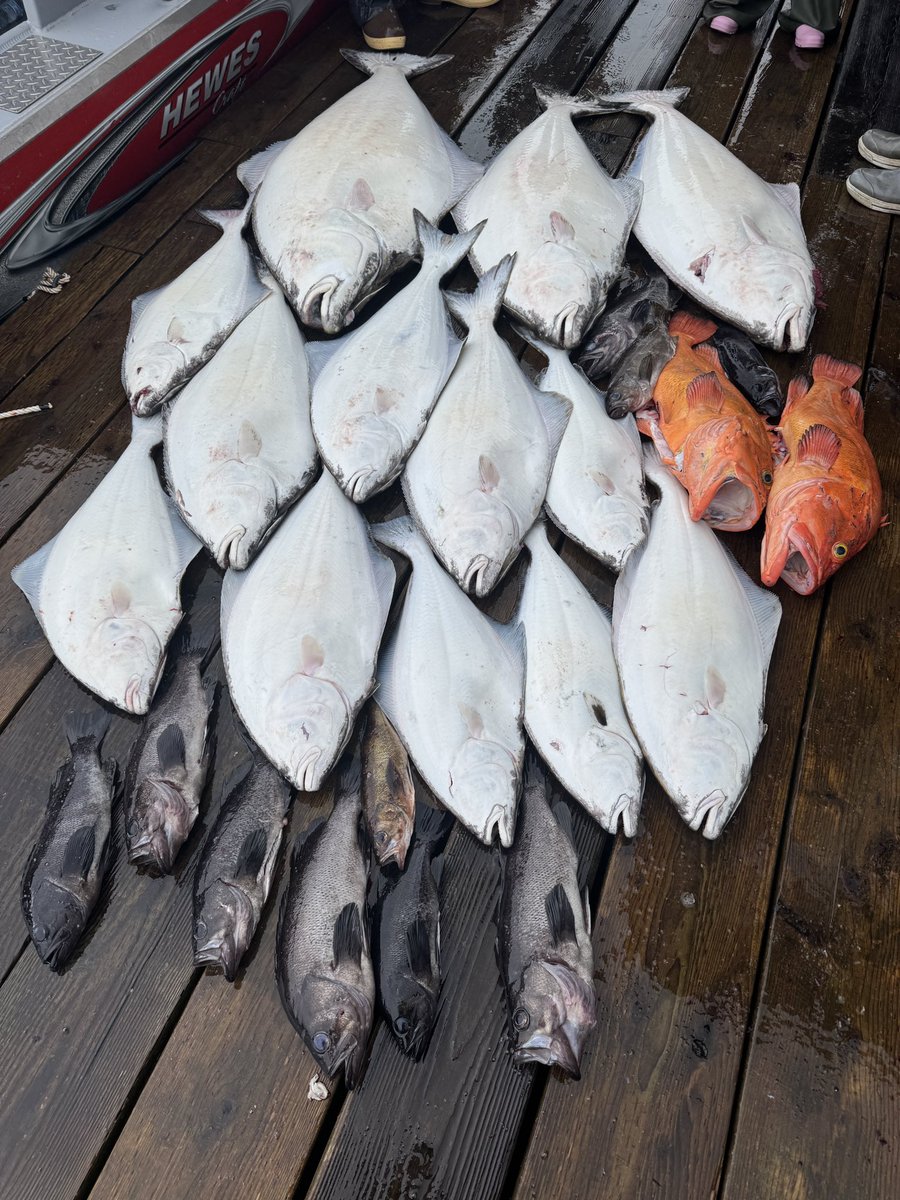 Alaska’s GIANT Halibut Fishing Challenge – Winner Takes $500! youtu.be/x2zpCixjLB0?si…
