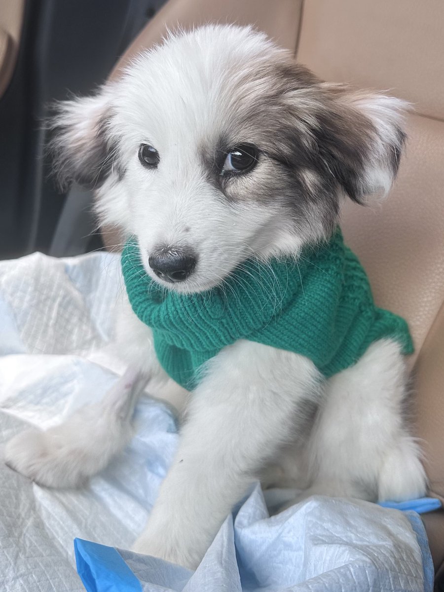 Slashi 🔪🐑🔞 tweet media