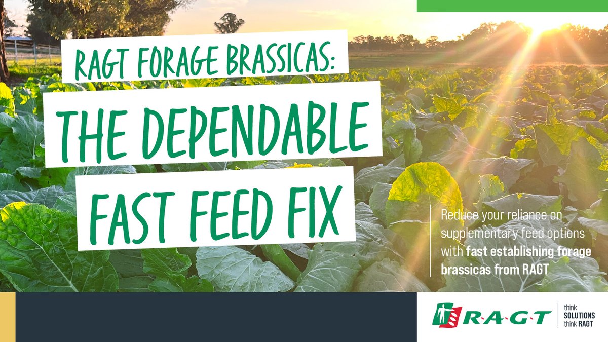 RAGTAU's tweet image. Brassicas from RAGT AU. Fast to establish. High in energy. Flexible across rotations. Check out our range of forage brassicas for a dependable fast feed fix
Find out more ragt.au/promo-ragt-for…
#Forage #Brassicas #ThinkSolutions #thinkRAGT