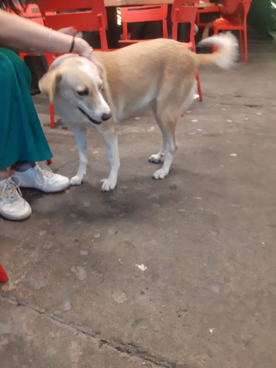 #perritoperdido #perritoperdidoennarvarte #lomitoperdido 
Está en la taqueria los primos en la glorieta de Vertiz Narvarte