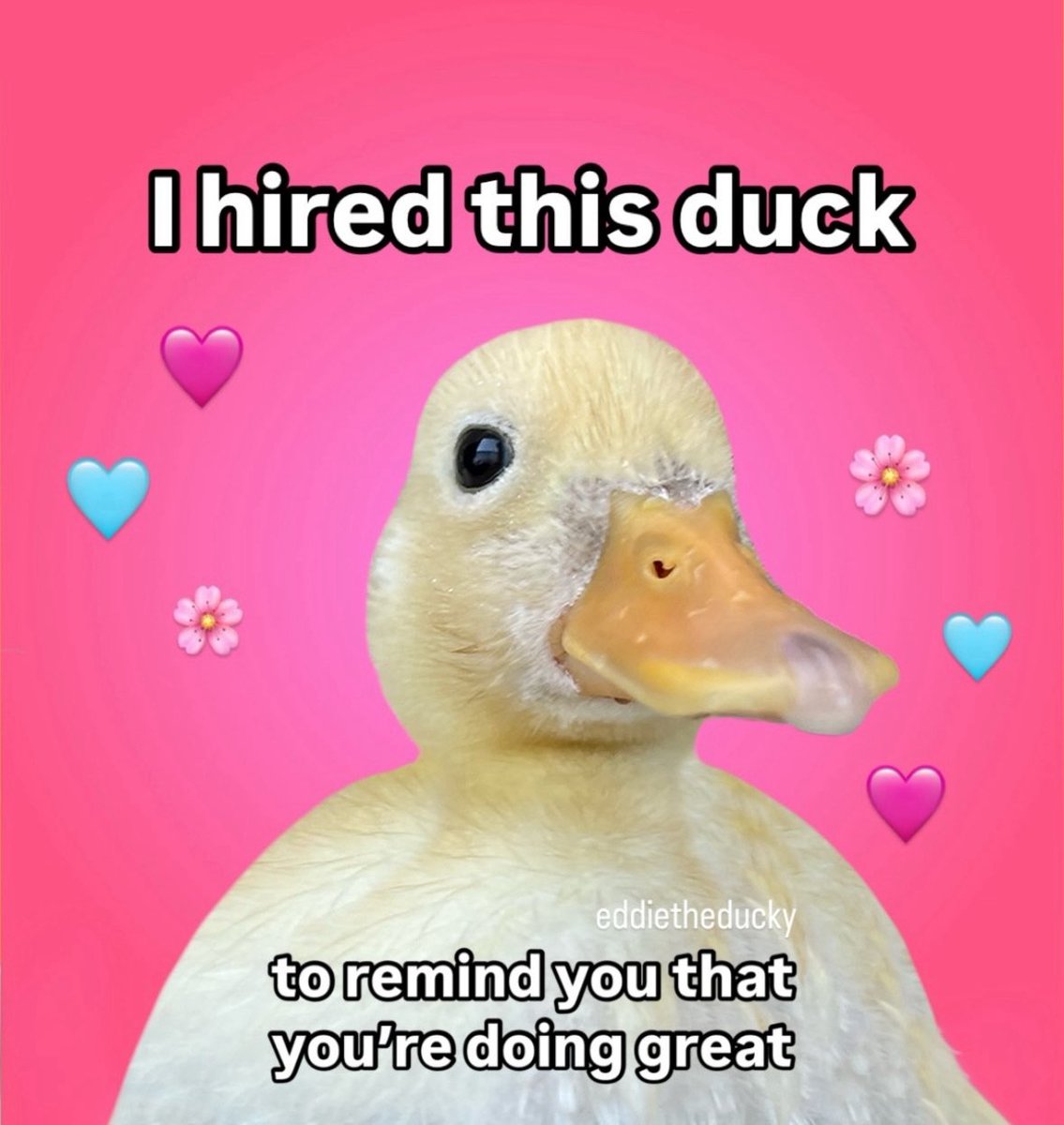 raccoonesthetic's tweet image. 