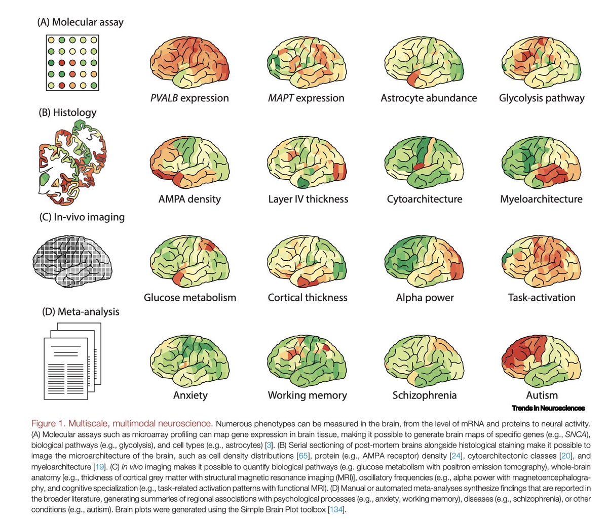 JamieLarsH's tweet image. Integrating and interpreting brain maps cell.com/trends/neurosc…