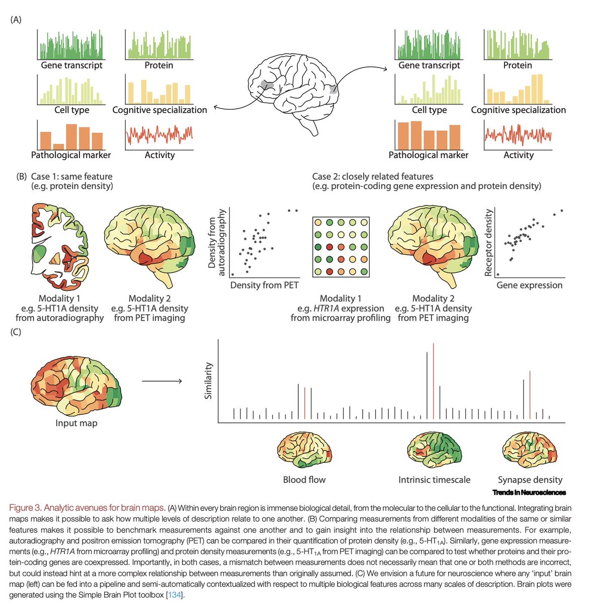 JamieLarsH's tweet image. Integrating and interpreting brain maps cell.com/trends/neurosc…