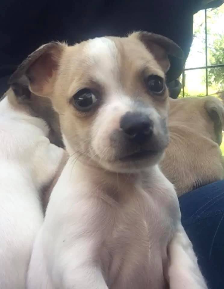 Saving lives is what Itsie Bitsie Rescue is about. 
PAWlease consider the many ways you can supPAWrt our mission that helped these cuties from 2021. 
ItsieBitsieRescue.org 
#donationssaveslives #kittenrescue #puppyrescue #ittakesavillage #fosters2021 #gratitude