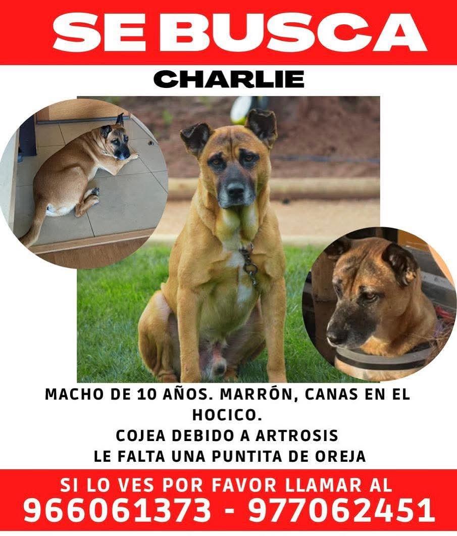 Viña del mar, Valparaíso <a href="/AnimalParaiso/">AnimalParaíso</a>