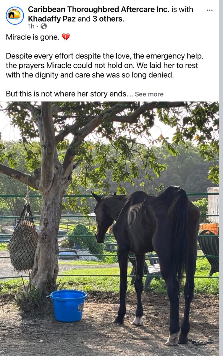 Ashley Godwin @ Rivermont Farm (@rivermontfarm) on Twitter photo This has GOT to end! Horses are being sold like crazy to Puerto Rico to race through sales companies and I hear story after story of horses like La Macacoa, a 3 year old who just raced in May. Look at her! Bred in KY. <a href="/jstewartrr/">Jstewartrr</a> <a href="/RepoleStable/">Repole Stable</a> This has GOT to end! Horses are being sold like crazy to Puerto Rico to race through sales companies and I hear story after story of horses like La Macacoa, a 3 year old who just raced in May. Look at her! Bred in KY. <a href="/jstewartrr/">Jstewartrr</a> <a href="/RepoleStable/">Repole Stable</a>