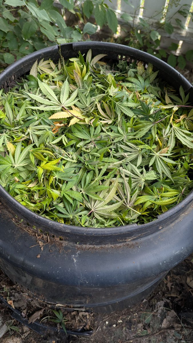 TempleGrower's tweet image. Growing new plants using the decomposed, composted carcasses of their forebears. Pretty metal. #Compost is a big part of my #supersoil mix. And it's got electrolytes (they're what plants crave). Truly closed loop, &amp;amp; as locally sourced as you can get. ♻️🌱
#AsAboveSoBelow