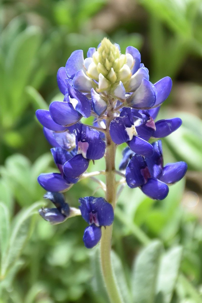 RayShrewsberry's tweet photo. #bluebonnet #flower #blue #photography https://t.co/ZaM9fOLfCR