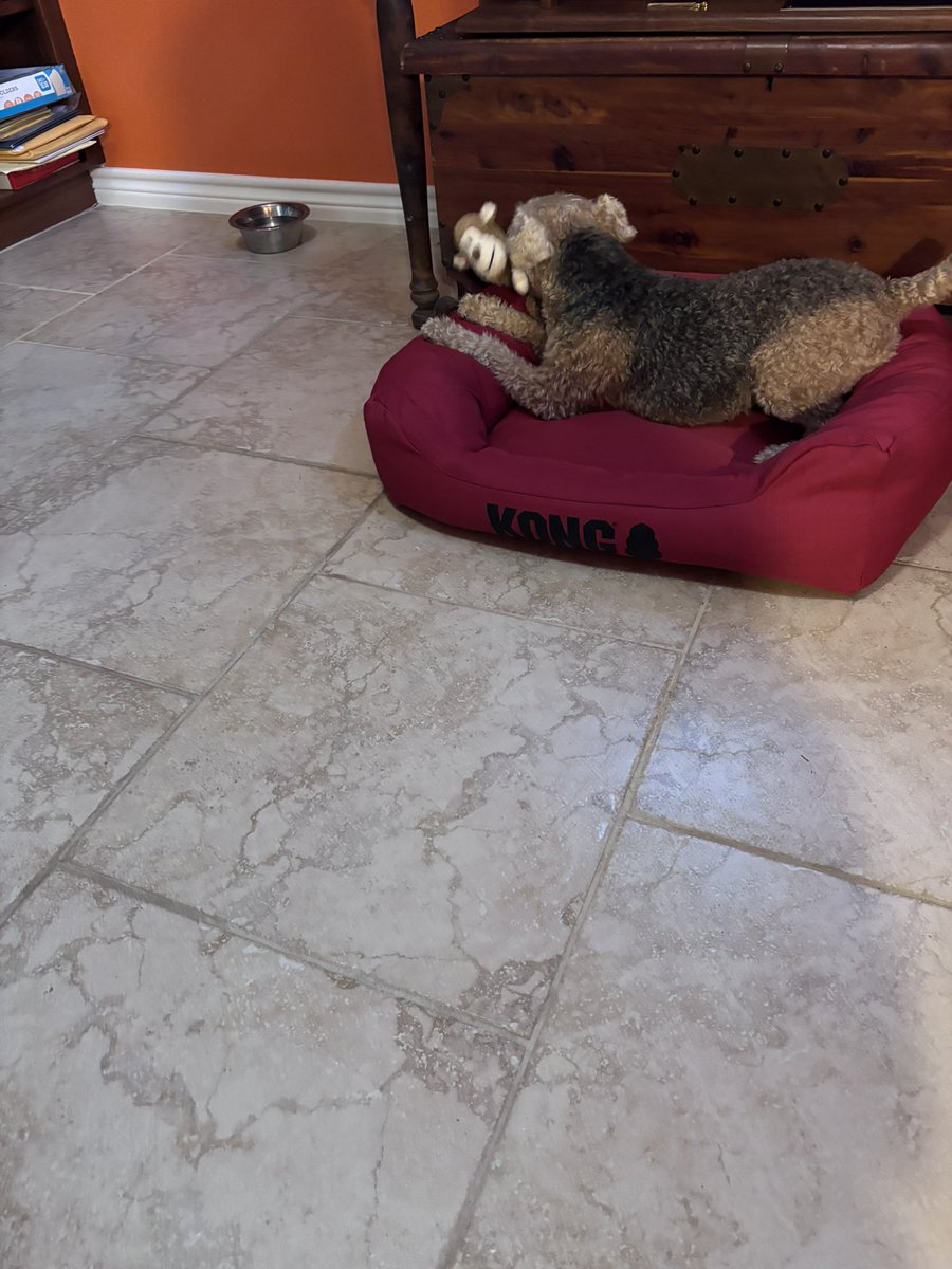 Dr.Debbie Jones 🌎 renowned puppy 🐶 toy surgeon 🧑‍⚕️ is back! A nervous 😬 puppy in the waiting room! Another successful surgery by Dr. Jones