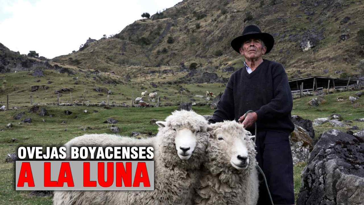 ¿Ovejas de Boyacá fueron claves para llegar a la Luna? Una historia real que parece de ficción tinyurl.com/282aaoa7 #OvejasALaLuna