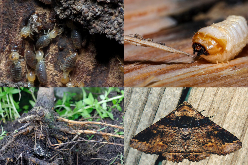 Queensland arborists often get calls about one thing: pests and diseases. These issues are common and can seriously threaten your tree’s health and survival if ignored. jctreeservices.com.au/hints-and-tips…