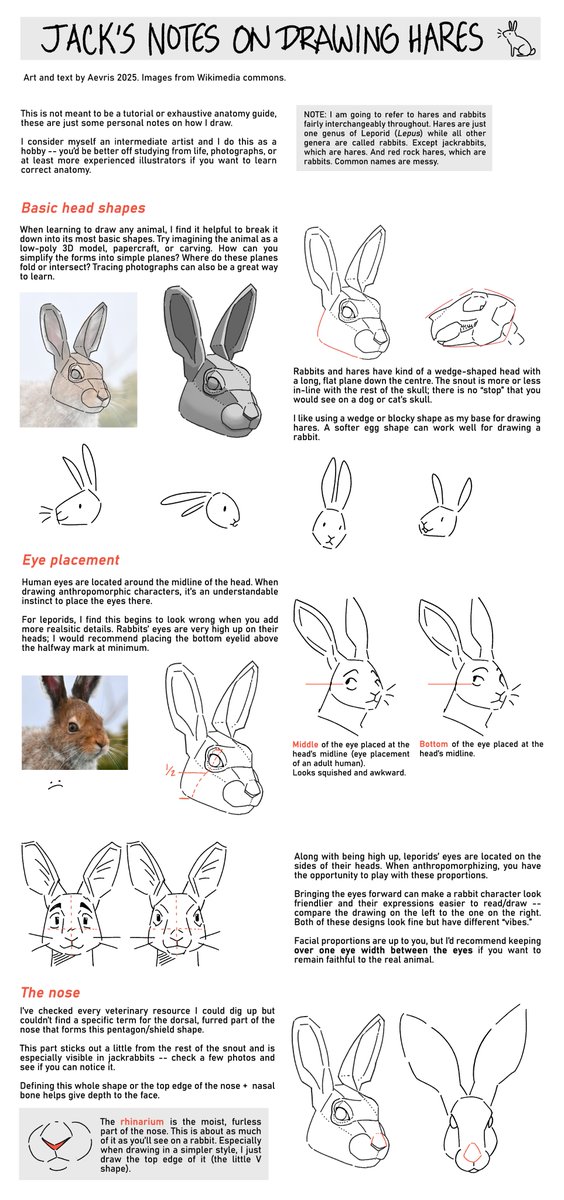 not really as thorough as i'd like but here are some little baby notes on how i draw hares/rabbits