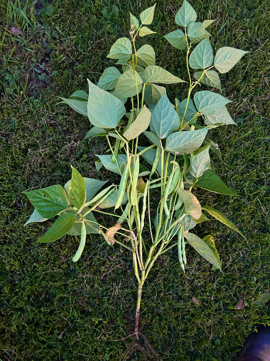 unhagronomy's tweet image. Despite the mold, it’s still looking like a good crop #drybeans #pintos