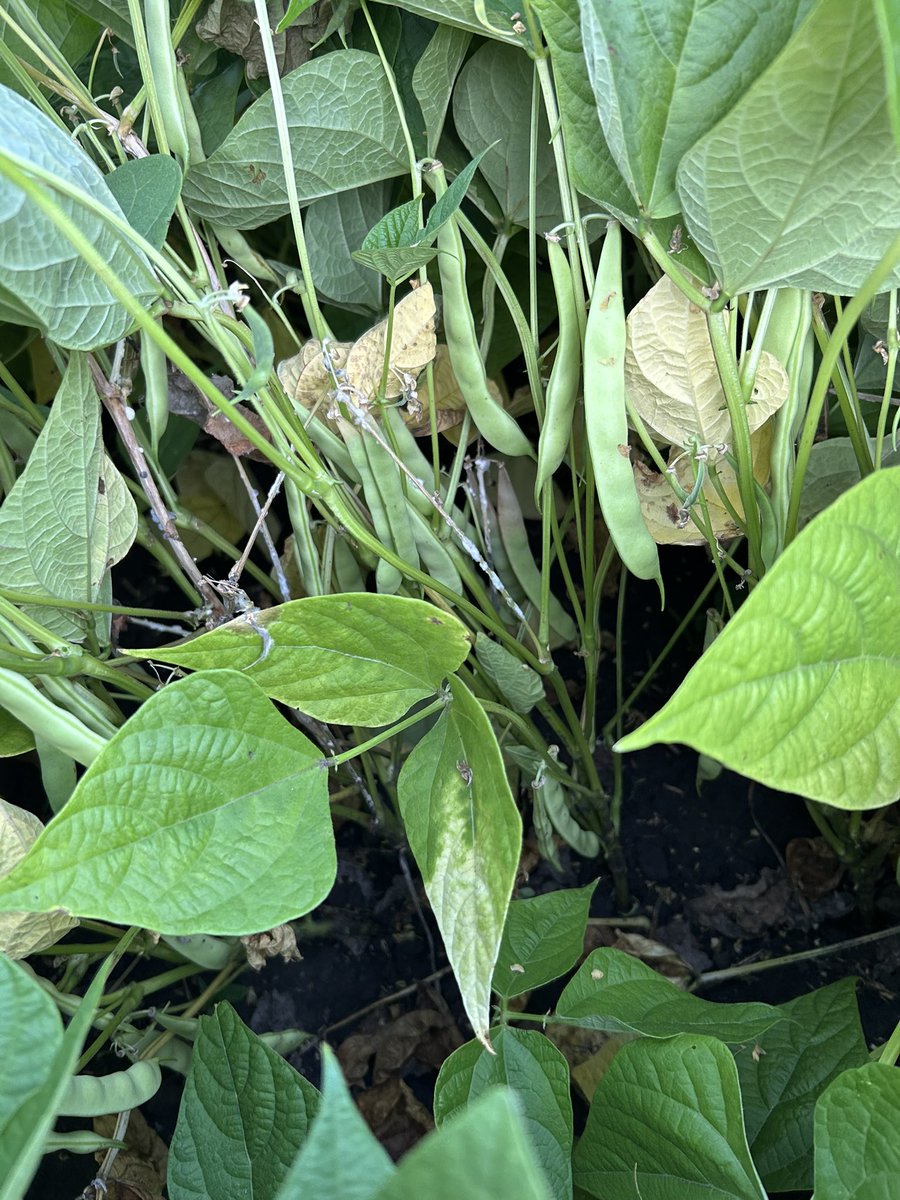 unhagronomy's tweet image. Despite the mold, it’s still looking like a good crop #drybeans #pintos