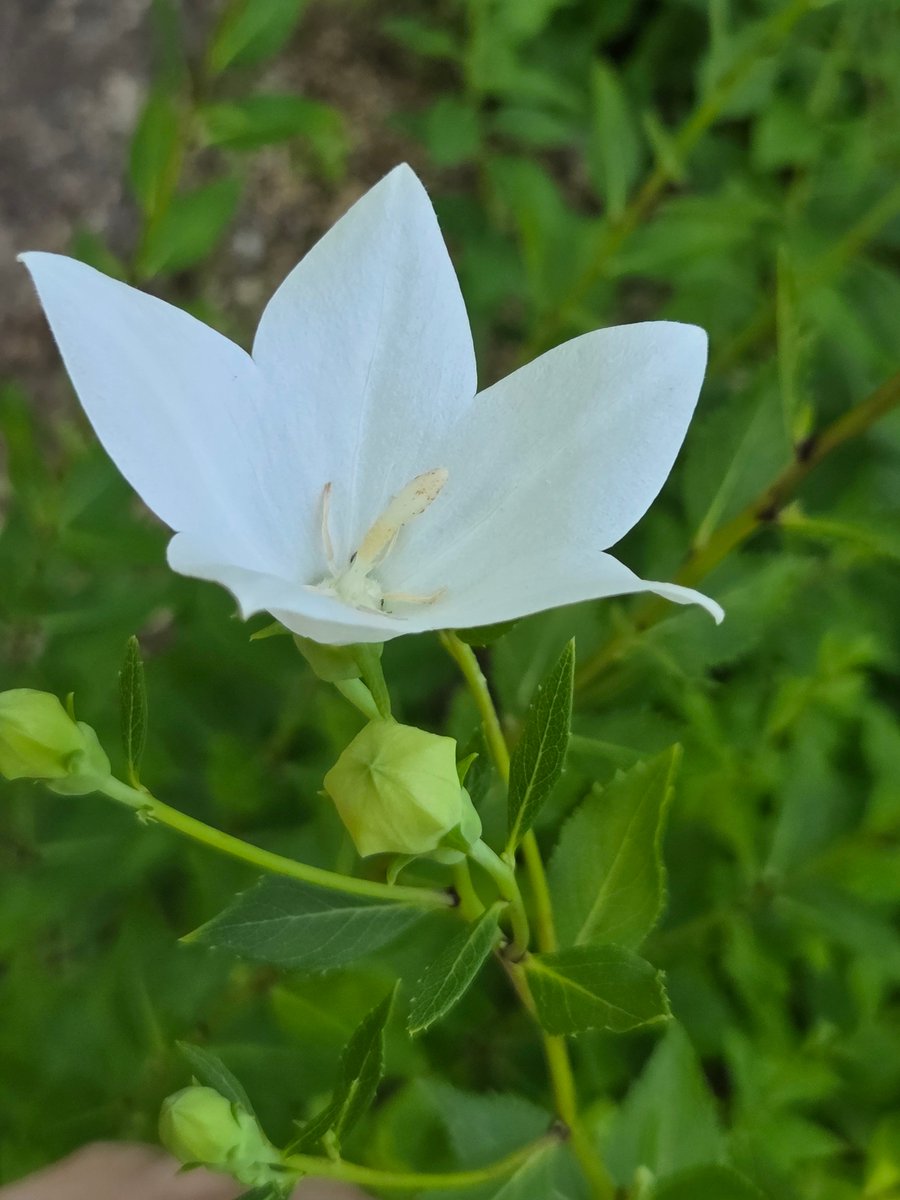goldrose9090's tweet photo. 🌷Platycodon – The Balloon Flower That Holds a Story Before It Blooms

🌸#BalloonFlower #Platycodon #KoreanWildflowers #SummerBlooms #PurpleFlower #FlowerDiary #FloralInspiration

👉Read more here!: 
🔗https://t.co/TiLU1RKg0R https://t.co/5wiKCvy3dr