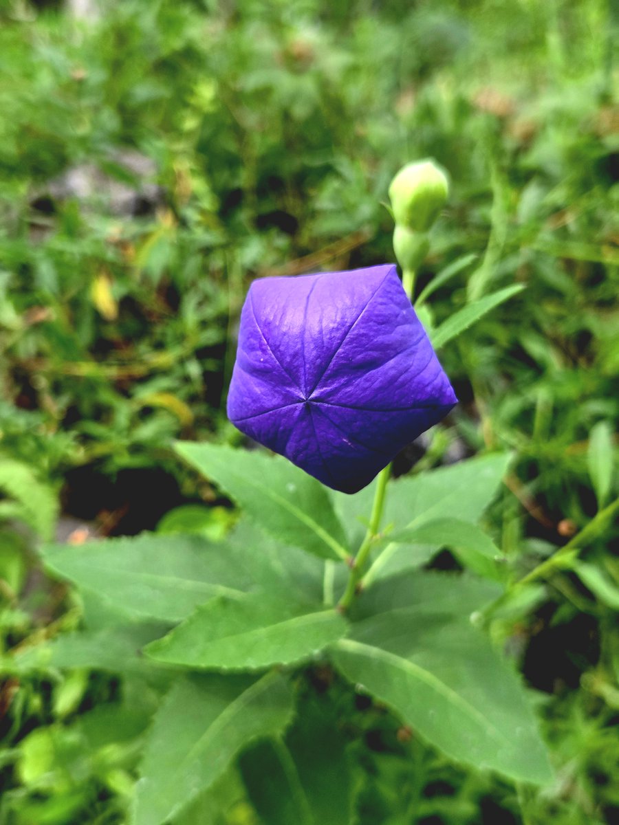 goldrose9090's tweet photo. 🌷Platycodon – The Balloon Flower That Holds a Story Before It Blooms

🌸#BalloonFlower #Platycodon #KoreanWildflowers #SummerBlooms #PurpleFlower #FlowerDiary #FloralInspiration

👉Read more here!: 
🔗https://t.co/TiLU1RKg0R https://t.co/5wiKCvy3dr