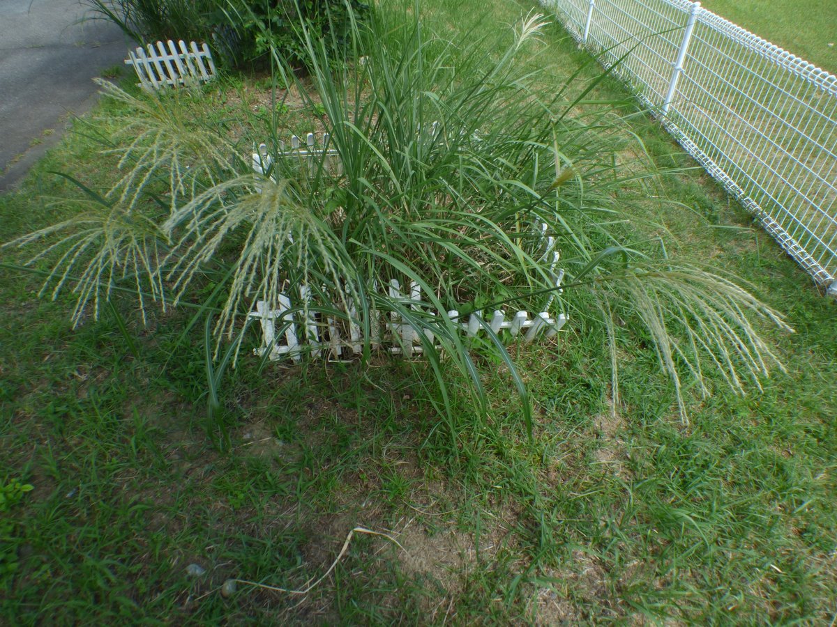 8月1日、気象台の構内ですすきの開花を観測しました。

生物季節観測の記録
data.jma.go.jp/kofu/shosai/ch…

#すすき
#開花
#生物季節観測