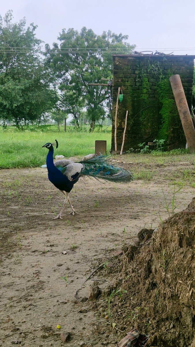 kishori9721's tweet photo. मोर हमारे गांव में ज्यादा आते थे लेकिन अब ये विलुप्त होते जा रहे हैं 
#pecock https://t.co/P5ZvHdi9mR