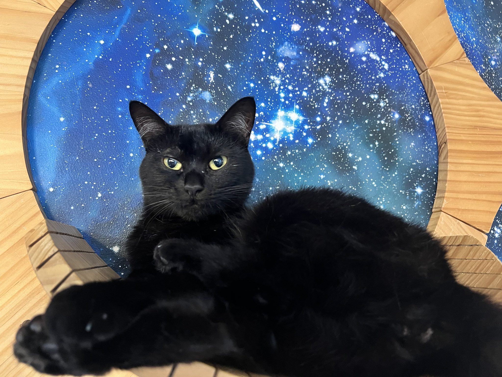 拝啓ねこ様 阿佐ヶ谷の保護猫カフェ on X: 
