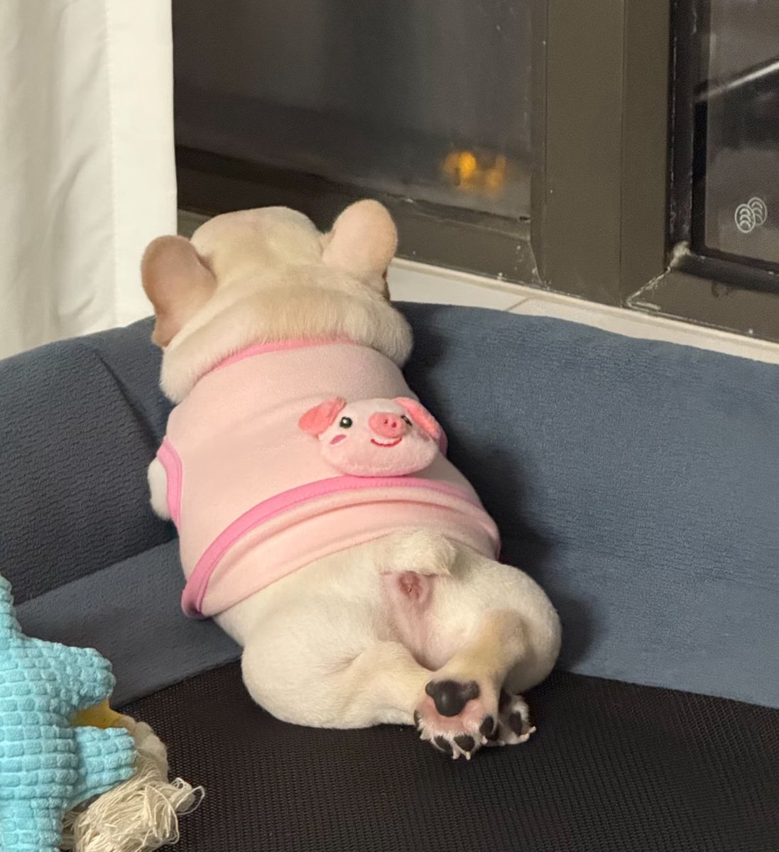 💖 (@twaniimals) on Twitter photo 