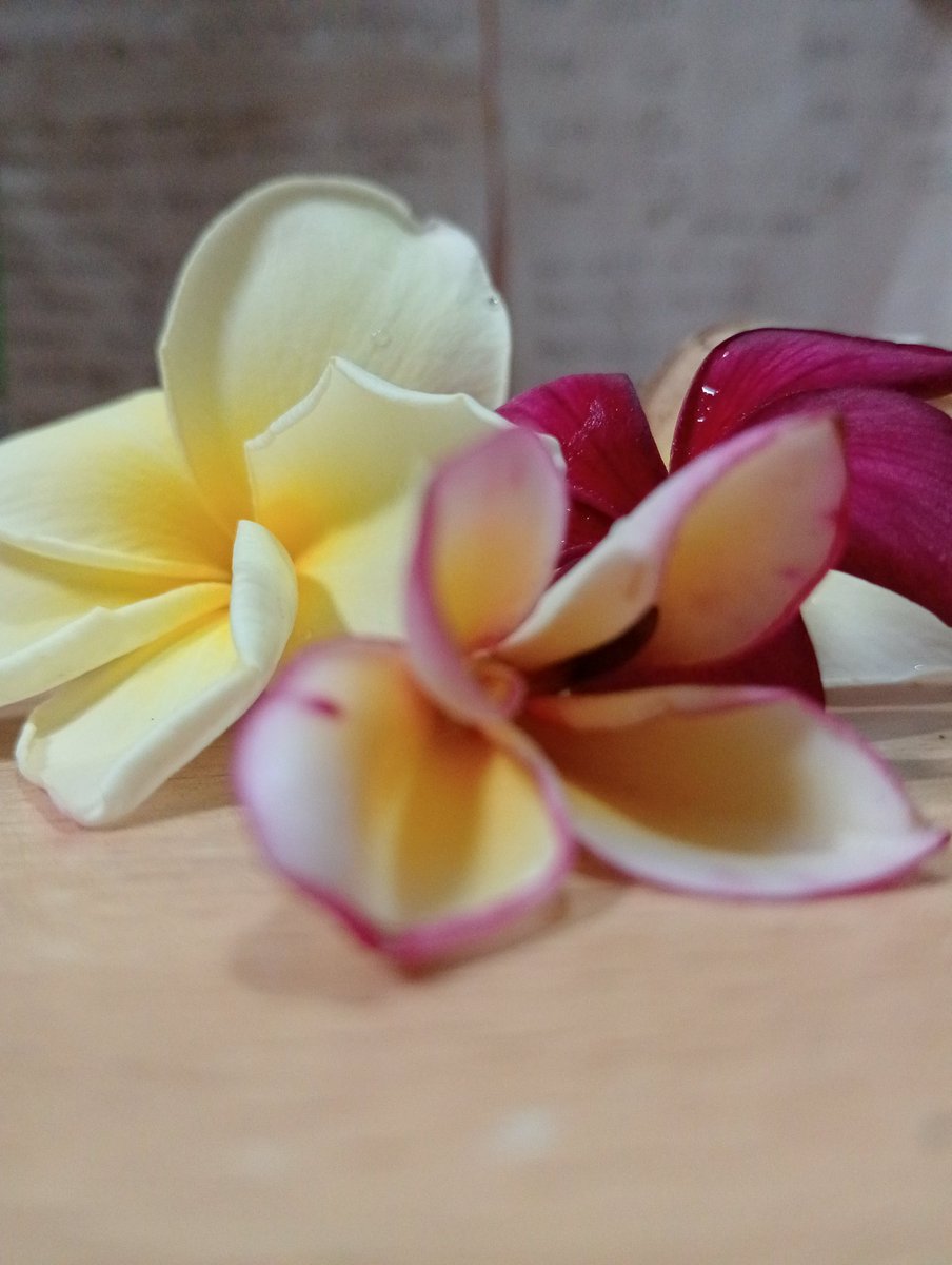 ｡⁠*ﾟFlowers ✿✿