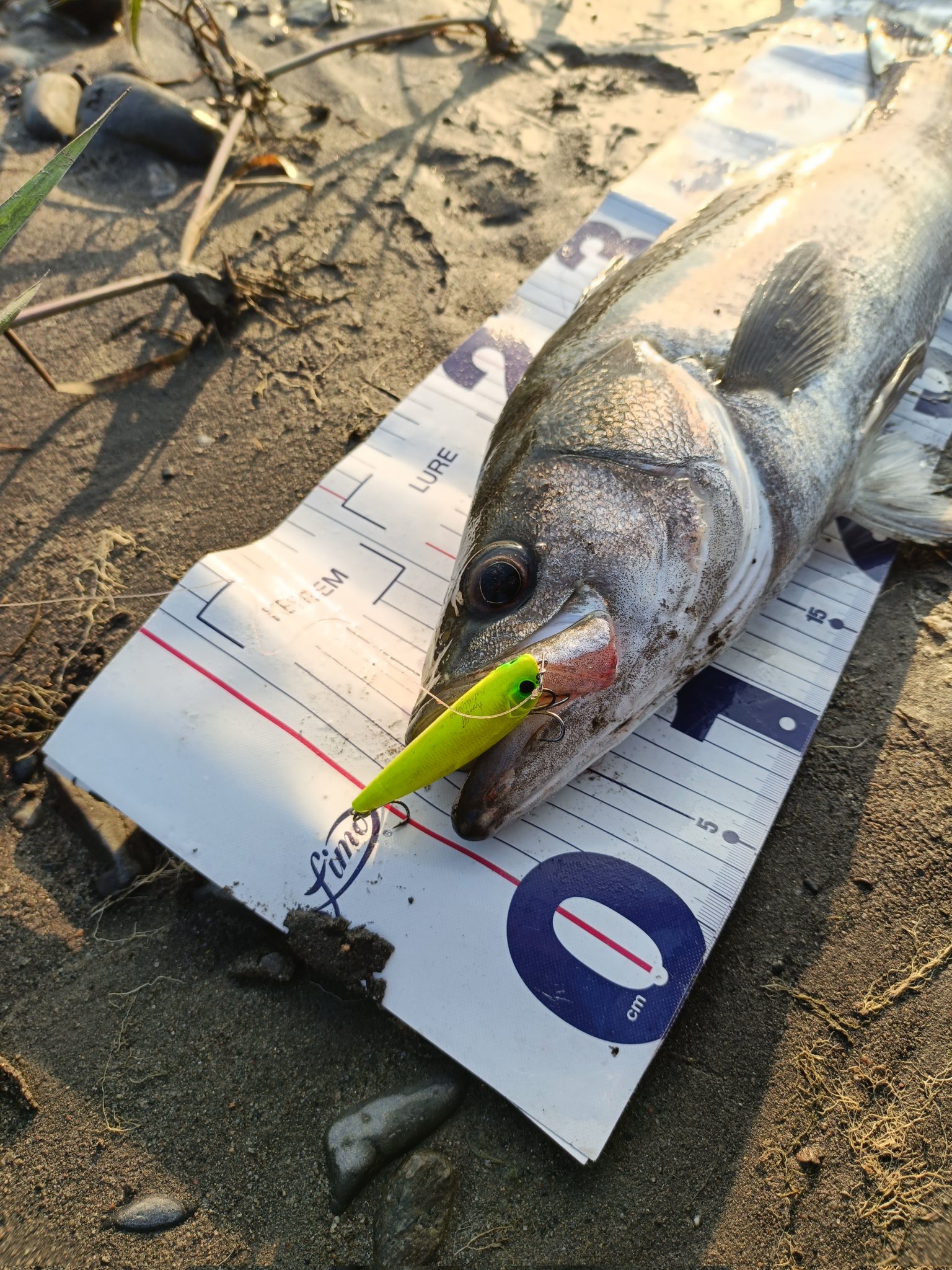 ペンシルポッパー - Search / X