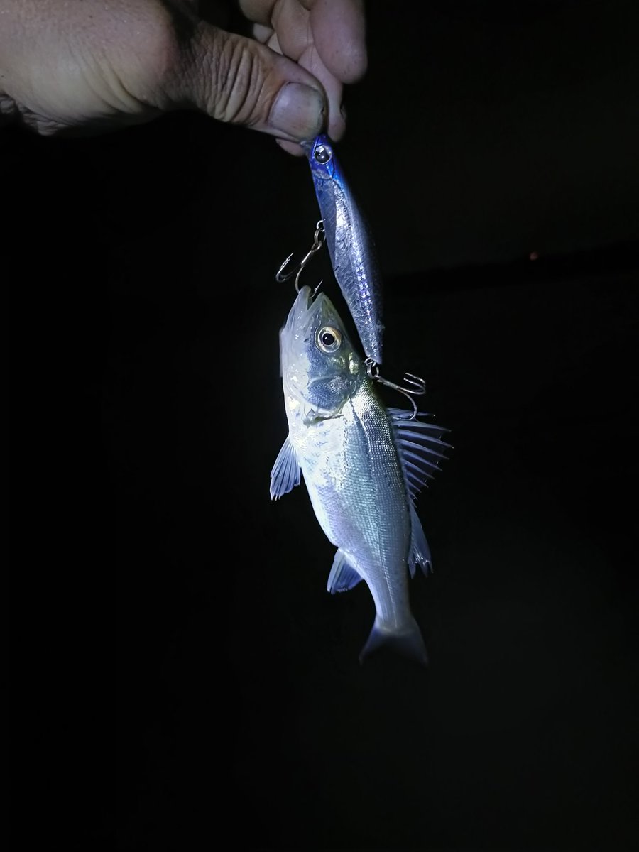 ペンシルポッパー - Search / X