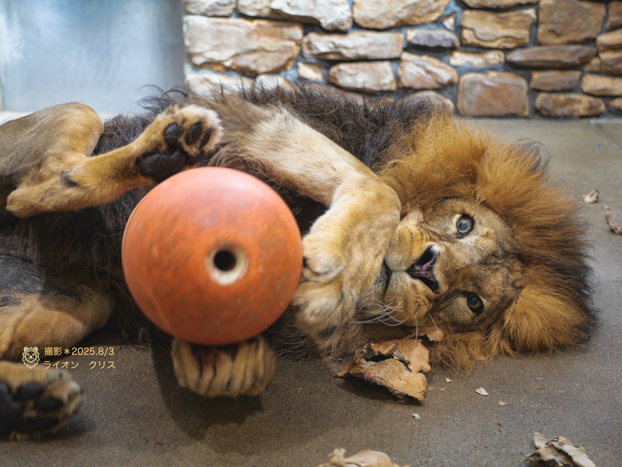 つきよまる🦁❣️🦁 on X: 